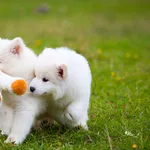 Роскошные белоснежные щенки самоеда!