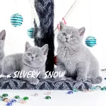 Плюшевые голубые британские котята для знающих людей