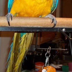 Vдома,  поднятые и зарегистрирован синих и золотых попугаи ара для прод