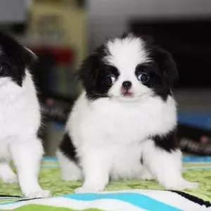 Очаровательные щенки японского хина