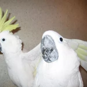 попугая волнистого выставочного