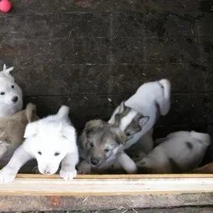 Лайка западно-сибирская щенков продам