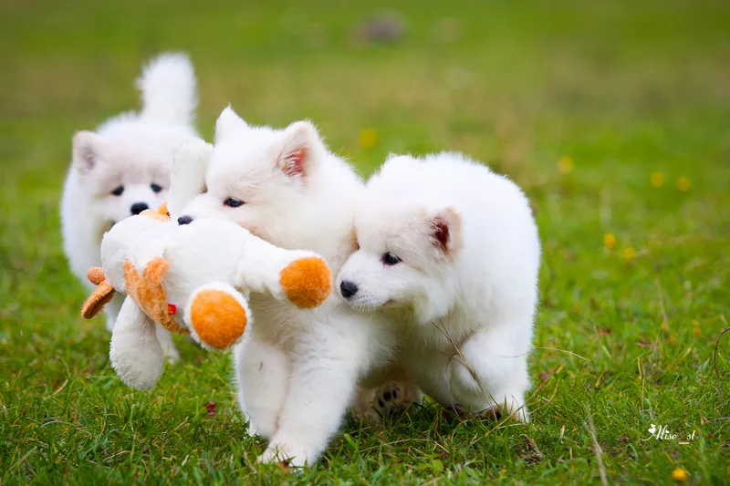 Роскошные белоснежные щенки самоеда!
